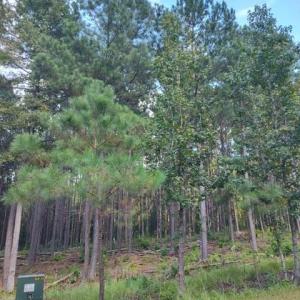 Photo #5 of Lot 109 Riverbluff, Lilesville, NC