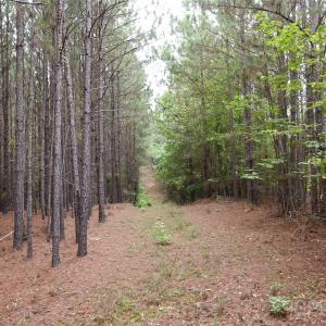 Photo #23 of 101 +/- AC Woods Ferry, Carlisle, SC