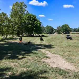 Photo #5 of 3539 Highway 97, Sharon, SC