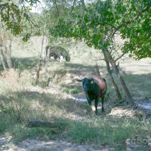 Photo #6 of 3539 SC Hwy 97, Sharon, SC