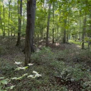 Photo #2 of 1402 Bloomsberry, Waxhaw, NC