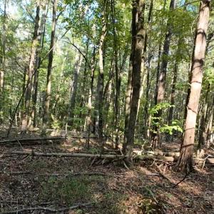 Photo #5 of 3943 Walker, Rock Hill, SC