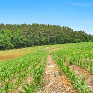 Photo #2 of Lucy Short Cut, Marshville, NC