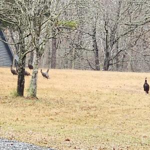 Photo #12 of 1115 John Short, Indian Land, SC