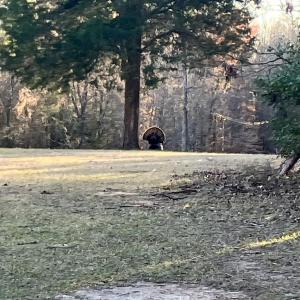 Photo #15 of 1115 John Short, Indian Land, SC