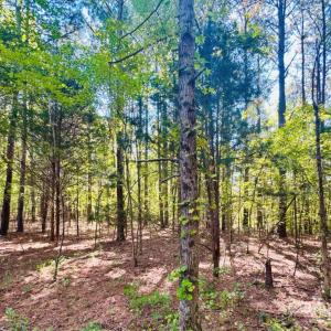 Photo #8 of 4142 SC Hwy 102, Chesterfield, SC