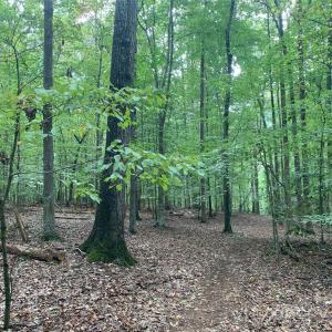 Photo #6 of Fawn, Waxhaw, NC