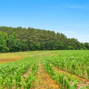 Photo #11 of Lucy Short Cut, Marshville, NC