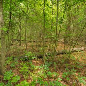 Photo #16 of Lucy Short Cut, Marshville, NC