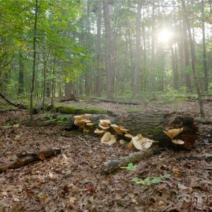 Photo #5 of 9650 Barnett, Concord, NC