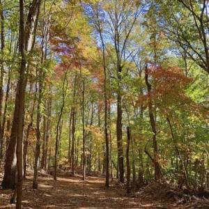 Photo #10 of Lot 6 Flint Ridge, Albemarle, NC