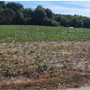 Photo #4 of Old Pageland Marshville, Wingate, NC