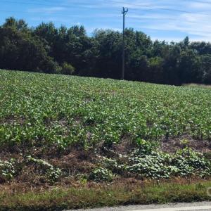 Photo #5 of Old Pageland Marshville, Wingate, NC