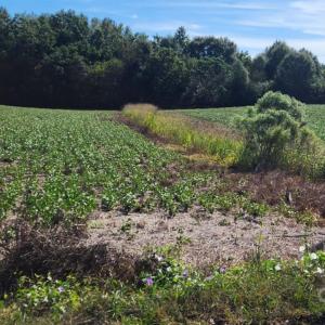 Photo #7 of Old Pageland Marshville, Wingate, NC