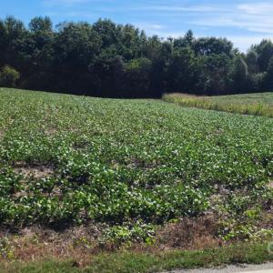 Photo #1 of Old Pageland Marshville, Wingate, NC