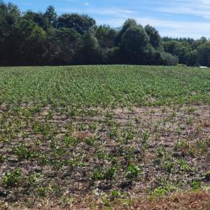 Photo #9 of Old Pageland Marshville, Wingate, NC