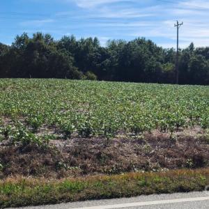 Photo #3 of Old Pageland Marshville, Wingate, NC