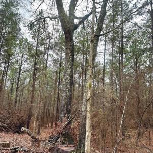 Photo #3 of 1176 Great Falls, Chester, SC