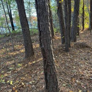 Photo #22 of 141 & 145 State, Clayton, NC