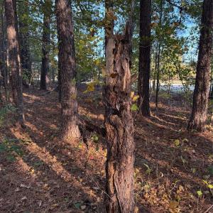 Photo #23 of 141 & 145 State, Clayton, NC