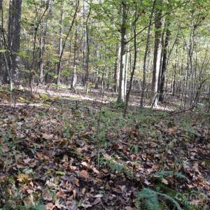 Photo #7 of 3537 Shillinglaw, Sharon, SC