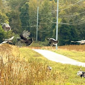 Photo #1 of 24990 Birdhouse, Locust, NC