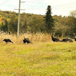 Photo #2 of 24990 Birdhouse, Locust, NC