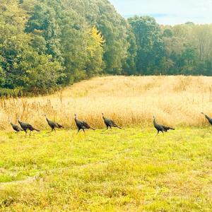Photo #22 of 24990 Birdhouse, Locust, NC