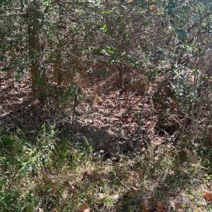 Photo #18 of White Store, Wingate, NC