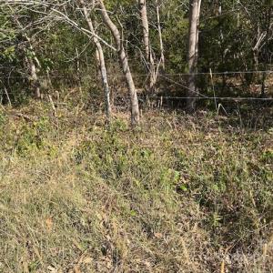 Photo #36 of White Store, Wingate, NC