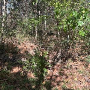 Photo #24 of White Store, Wingate, NC