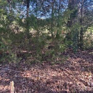 Photo #28 of White Store, Wingate, NC