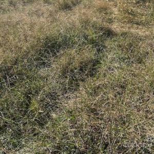 Photo #15 of White Store, Wingate, NC