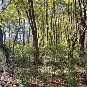 Photo #5 of Joes, Locust, NC