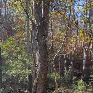 Photo #2 of Snuggs Park, Albemarle, NC