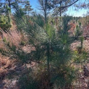 Photo #17 of 3583 Mill Creek, Kershaw, SC