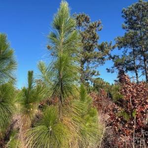 Photo #9 of 3583 Mill Creek, Kershaw, SC