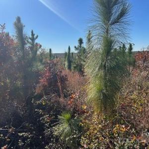 Photo #13 of 3583 Mill Creek, Kershaw, SC