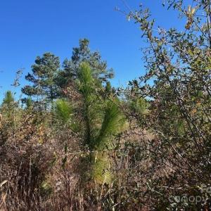 Photo #8 of 3583 Mill Creek, Kershaw, SC