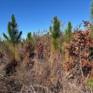 Photo #10 of 3583 Mill Creek, Kershaw, SC