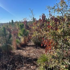Photo #15 of 3583 Mill Creek, Kershaw, SC