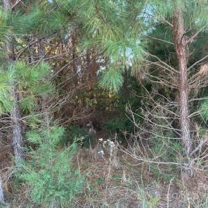 Photo #4 of Edwards, Fort Lawn, SC