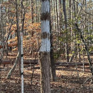 Photo #8 of Old Seine, Smyrna, SC