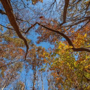 Photo #29 of Nablus, Waxhaw, NC