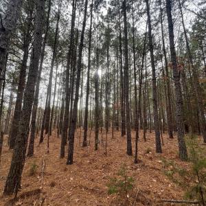 Photo #3 of TBD Hwy 109, Peachland, NC