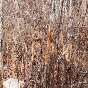 Photo #10 of 522 Whitworth, Clover, SC