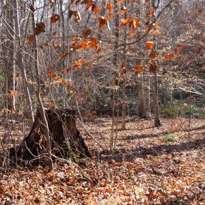 Photo #5 of 522 Whitworth, Clover, SC