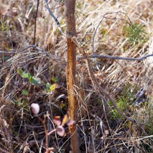 Photo #13 of 522 Whitworth, Clover, SC