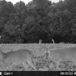 Photo #31 of Hasty, Marshville, NC