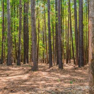 Photo #3 of Sandlapper, York, SC